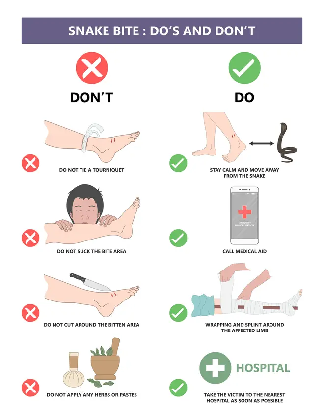 Snake Bite